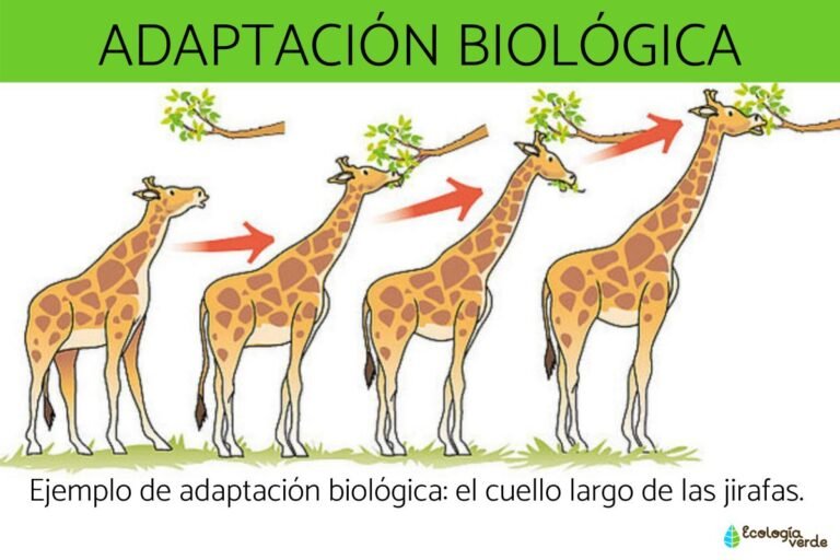 Adaptación