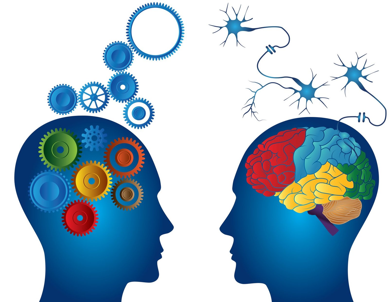 Inteligencia fluida y cristalizada